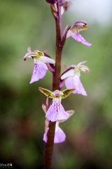 Orchis spitzelii