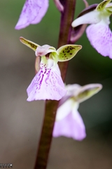 Orchis spitzelii
