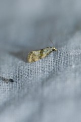 Cochylidia implicitana