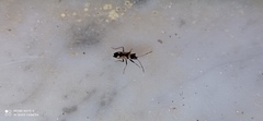 Raglius confusus