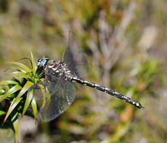 Austroaeschna flavomaculata