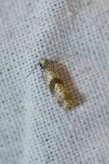 Cochylidia implicitana
