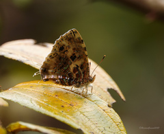 Catapaecilma major