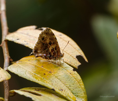 Catapaecilma major