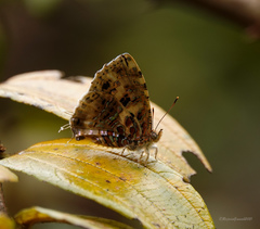 Catapaecilma major