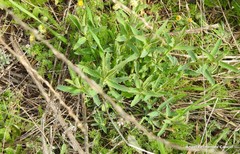 Euphorbia serrata