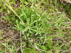 Euphorbia serrata