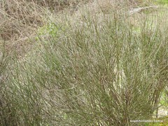 Chrysojasminum fruticans