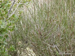 Chrysojasminum fruticans
