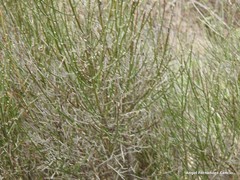 Chrysojasminum fruticans