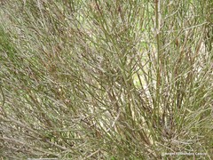 Chrysojasminum fruticans