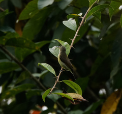 Leptocoma brasiliana