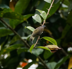 Leptocoma brasiliana