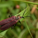 Lycostomus modestus - Photo ללא זכויות יוצרים, הועלה על ידי heikindai_87