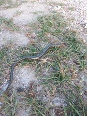 Chalcides chalcides