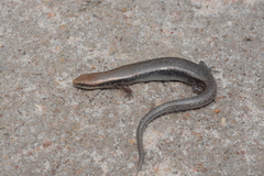 Panaspis