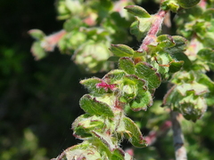 Cliffortia polygonifolia