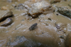 Brachycera