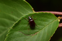 Hymenalia unicolor