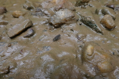 Brachycera