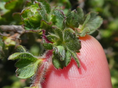 Cliffortia polygonifolia
