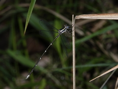 Episynlestes albicaudus