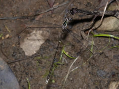 Episynlestes albicaudus