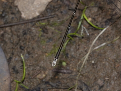Episynlestes albicaudus