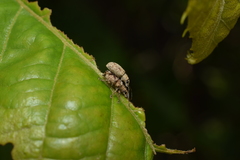 Cyphicerini