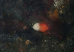 Vincentia novaehollandiae