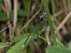 Episynlestes albicaudus