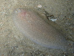 Aseraggodes lenisquamis