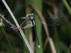 Episynlestes albicaudus