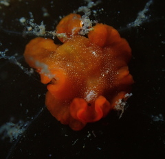 Phrikoceros baibaiye