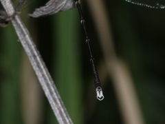 Episynlestes albicaudus