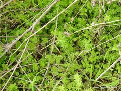Euphorbia serrata