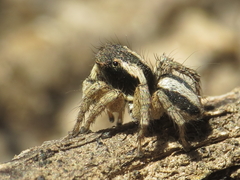 Aelurillus luctuosus