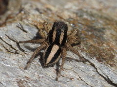 Aelurillus luctuosus