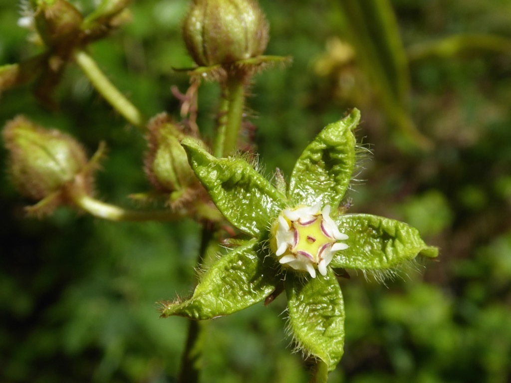 Gonolobus ancorifer