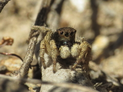 Aelurillus luctuosus