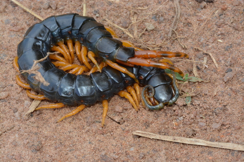 African Giant Centipede photo 2