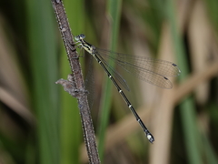Labidiosticta vallisi