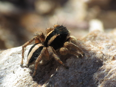 Aelurillus luctuosus