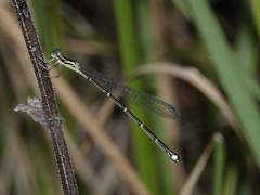 Labidiosticta vallisi