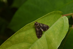 Trichotophysa jucundalis
