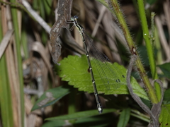 Labidiosticta vallisi
