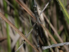 Labidiosticta vallisi