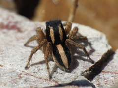 Aelurillus luctuosus