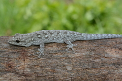 Lygodactylus gutturalis