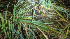 Mauremys mutica mutica